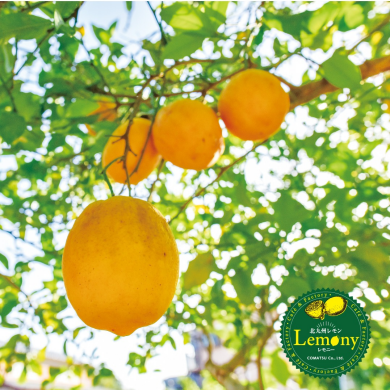 ポップアップ北九州-KOKURA BASE-(小倉駅3階)にて「北九州レモン・レモニーPOPUP SHOP」が期間限定OPEN!!