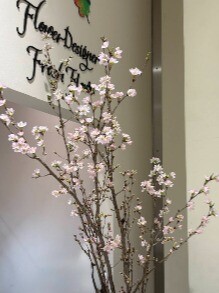 桜入荷しました❥生花