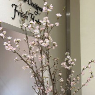 桜入荷しました❥生花